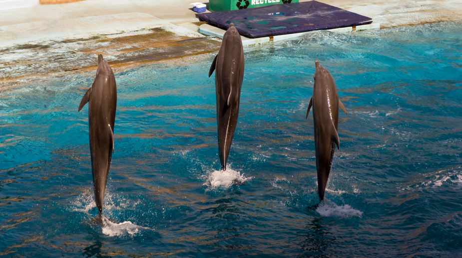 Three dolphins jumping at a show