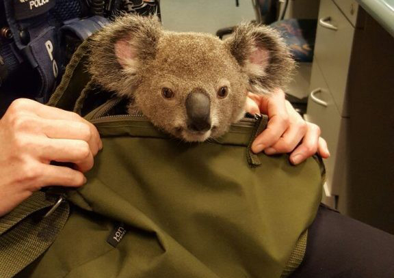 koala2