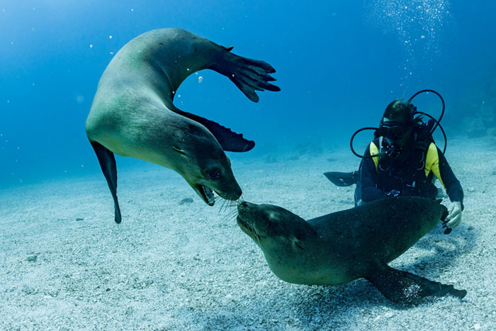 BSAC-British-Sub-Aqua-Club-Scuba-Diving-UK-Seals.jpg