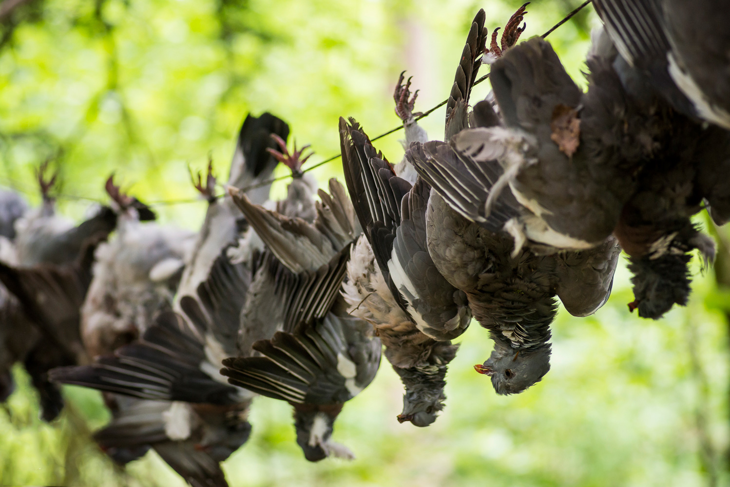 bushcraft-pigeons-being-prepared-for-the-pot