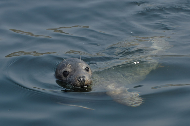 Scuba-Diving-London-Courses-UK-Seal.jpg