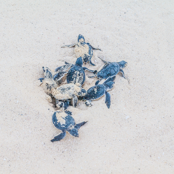 Newly hatched sea turtles sprout from the sand.