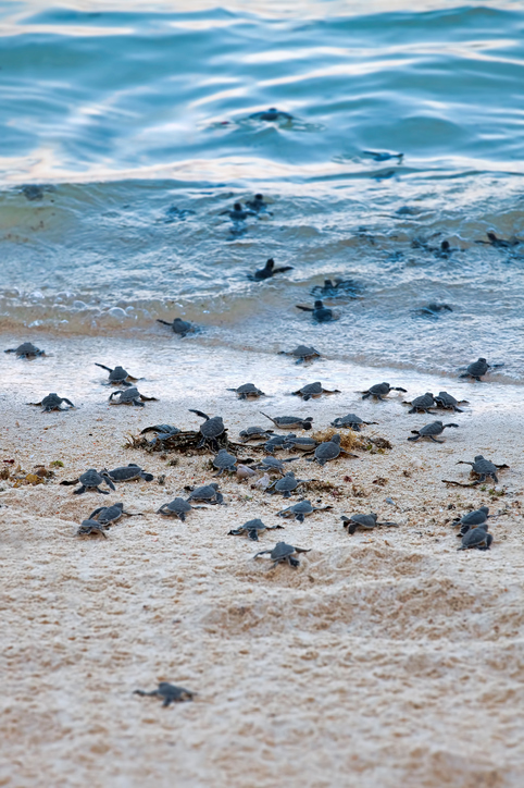 Turtle Hatchlings