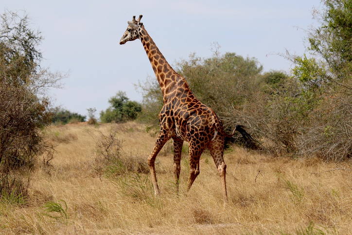 laufende Giraffe, Savanne, Ruanda