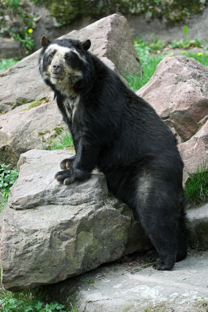 spectacled bear