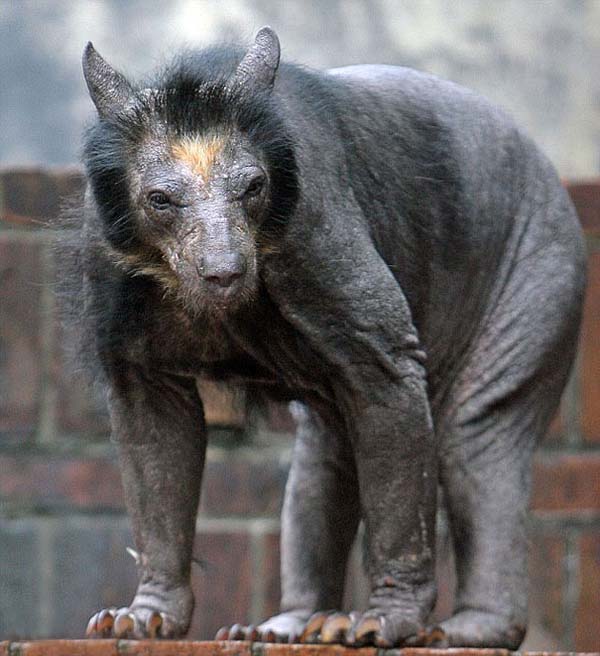 bald bear