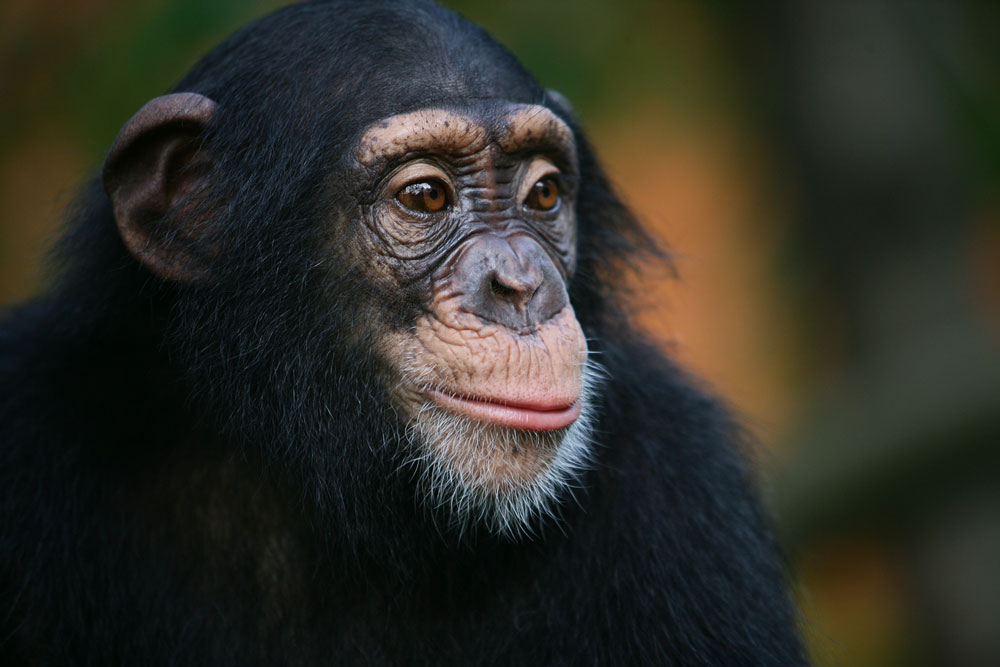 chimpanzee