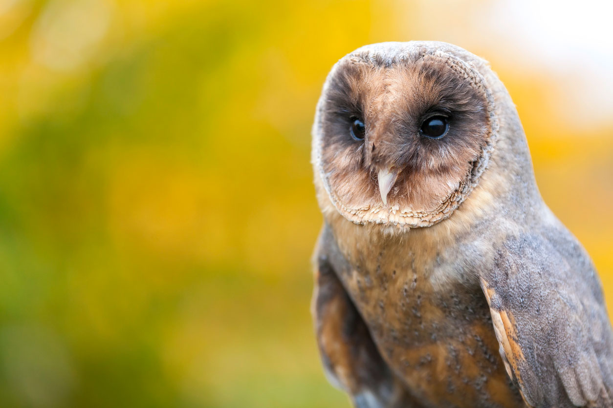 owl without feathers