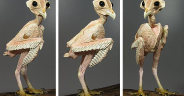 owl without feathers