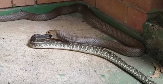 Snake Eating Snake