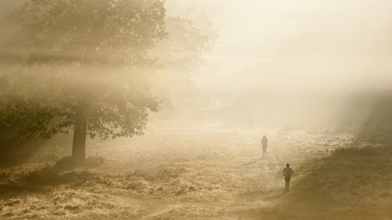 Trail Running Races Rear London | 5 of the Best, the Surrey countryside, Richmond Park at dawn