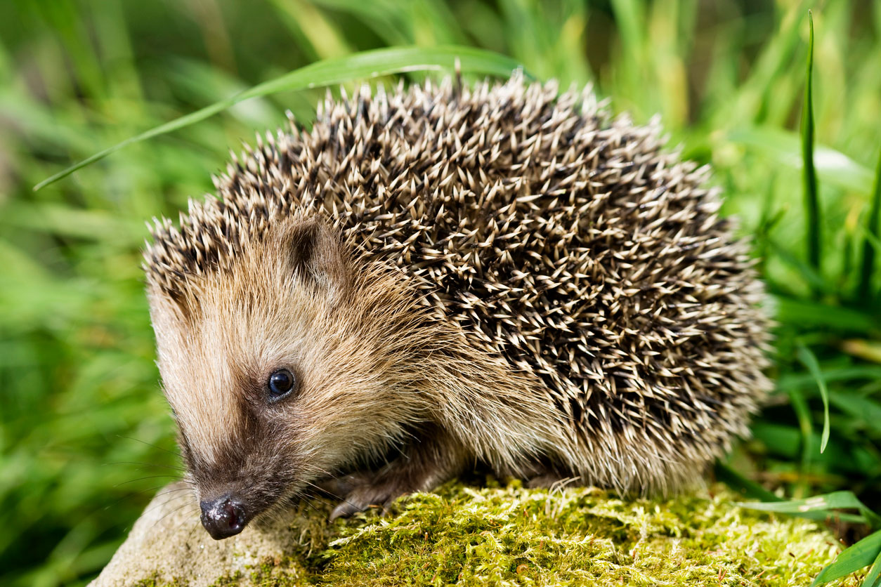 hedgehog