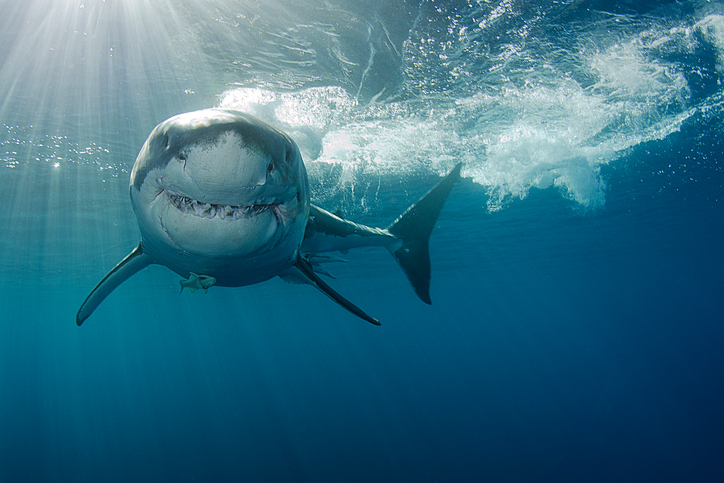 Smiling Great white shark reunion island cull kelly slater