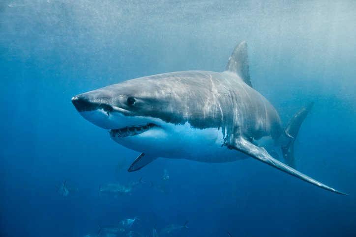 Smiling Great white shark reunion island cull kelly slater