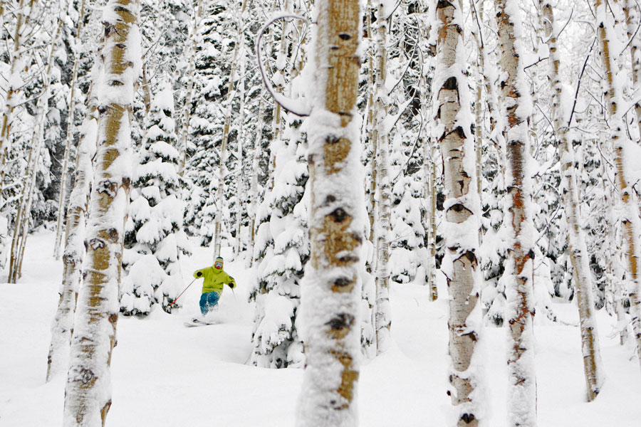 A forest powder day in Deer Valley. Credit: Dan Campbell/Ski Utah