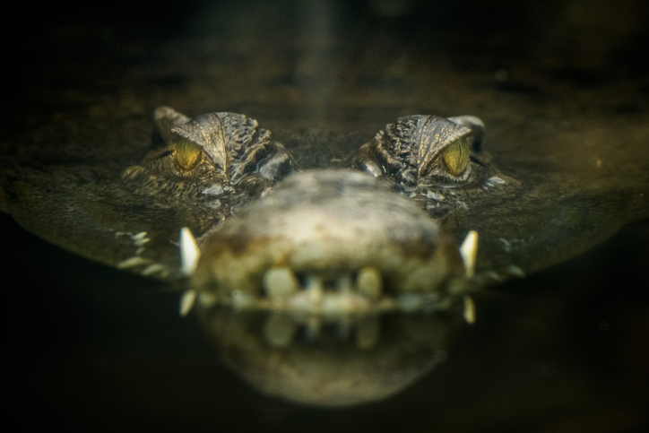 Eyes of the Crocodile