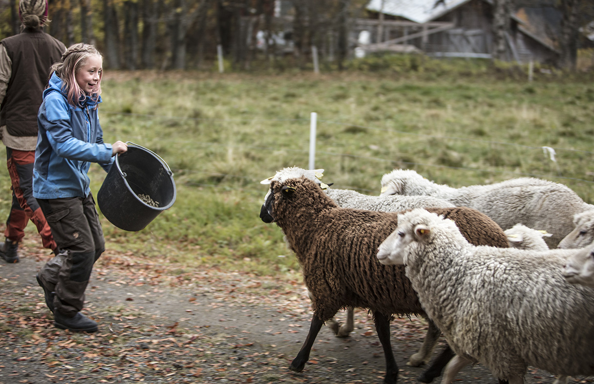 Feeding sheep. Credit: Fjallraven