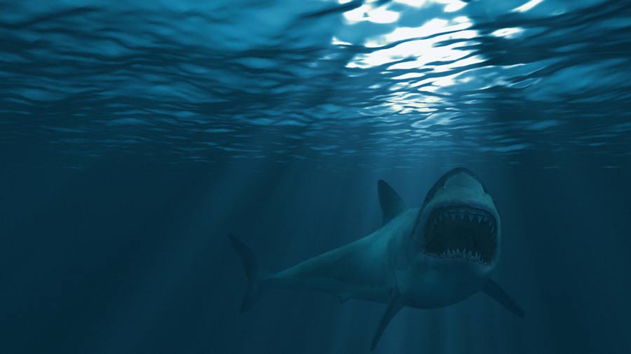 A Great White shark attack on a kayaker