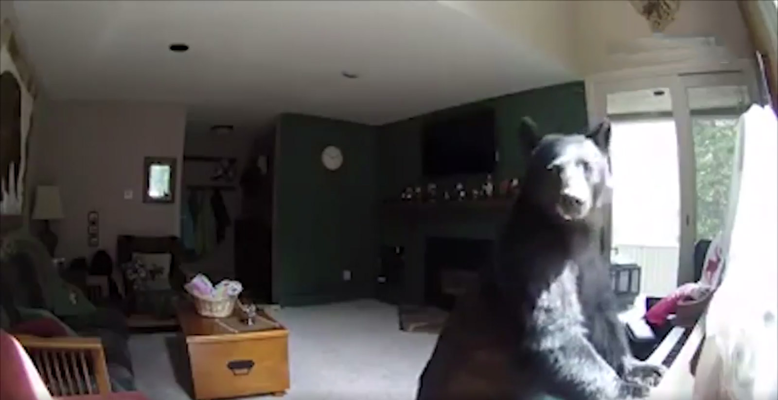 Bear Playing Piano