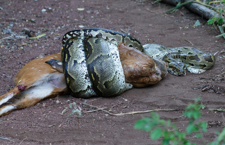 A boa captures a deer Photo: Getty