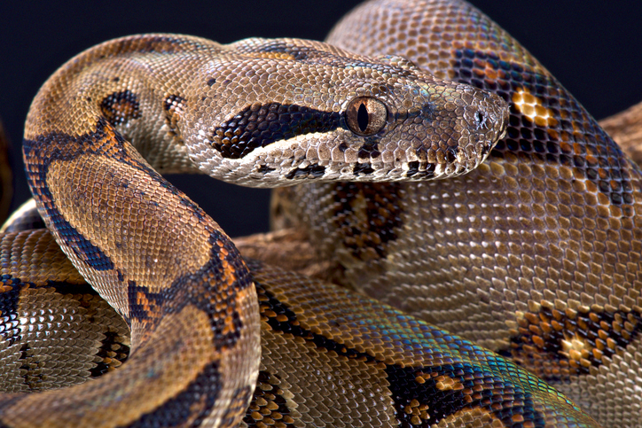 The Pearl island boa constrictor. Photo: Getty