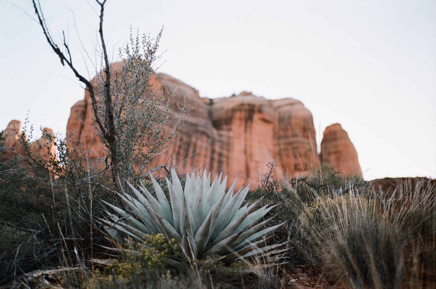 Desert Agave/Red Rock" I love the desert of the American West." Credit: Ryan Tatar