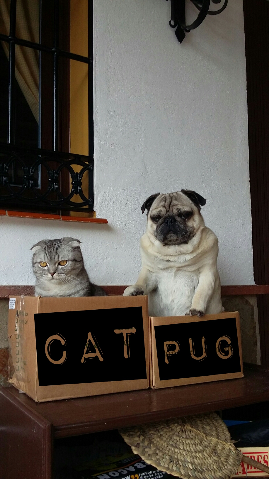 team pug and cat spain walk interview 3