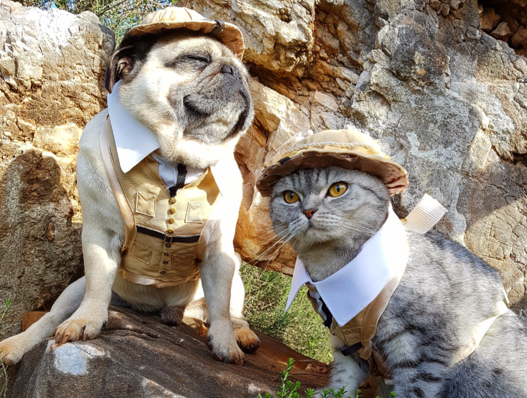 cat-and-pug-1