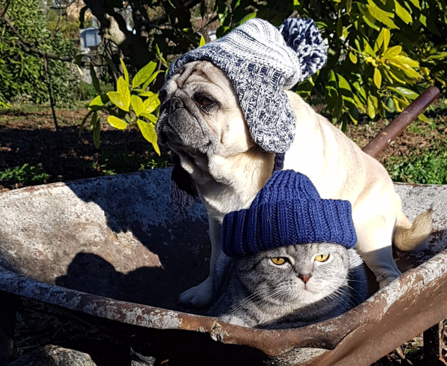 pug-and-cat-2