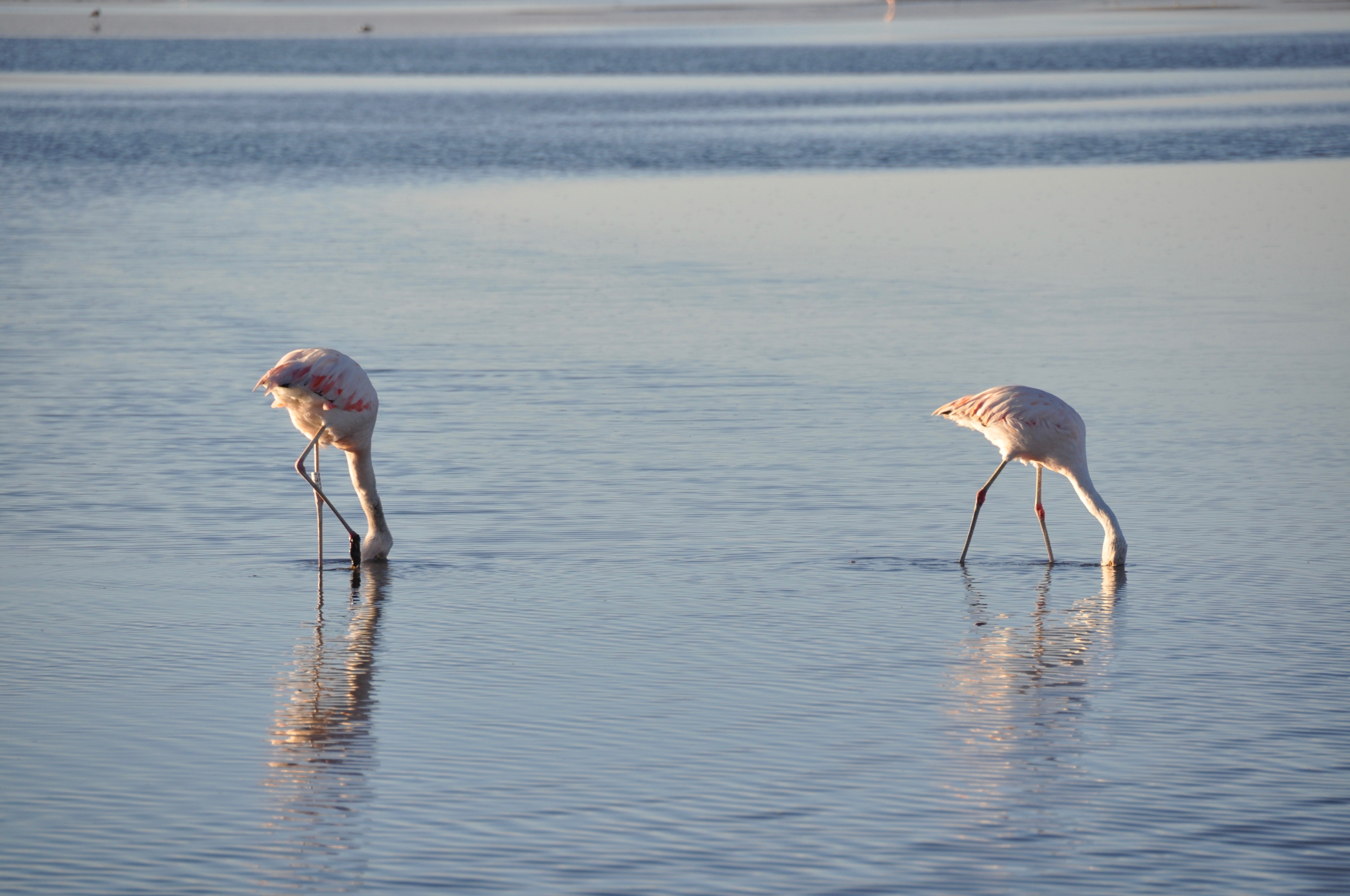 Three species of flamingo inhabit the Atacama: Chilean and Andean flamingos and the James’s flamingo, the rarest of known flamingos. They feed for up to 16 hours a day, filtering the water for brine shrimp which give them their distinctive pink colour. When the salinity of the water changes, so does the colour of the brine shrimp and then the flamingos 