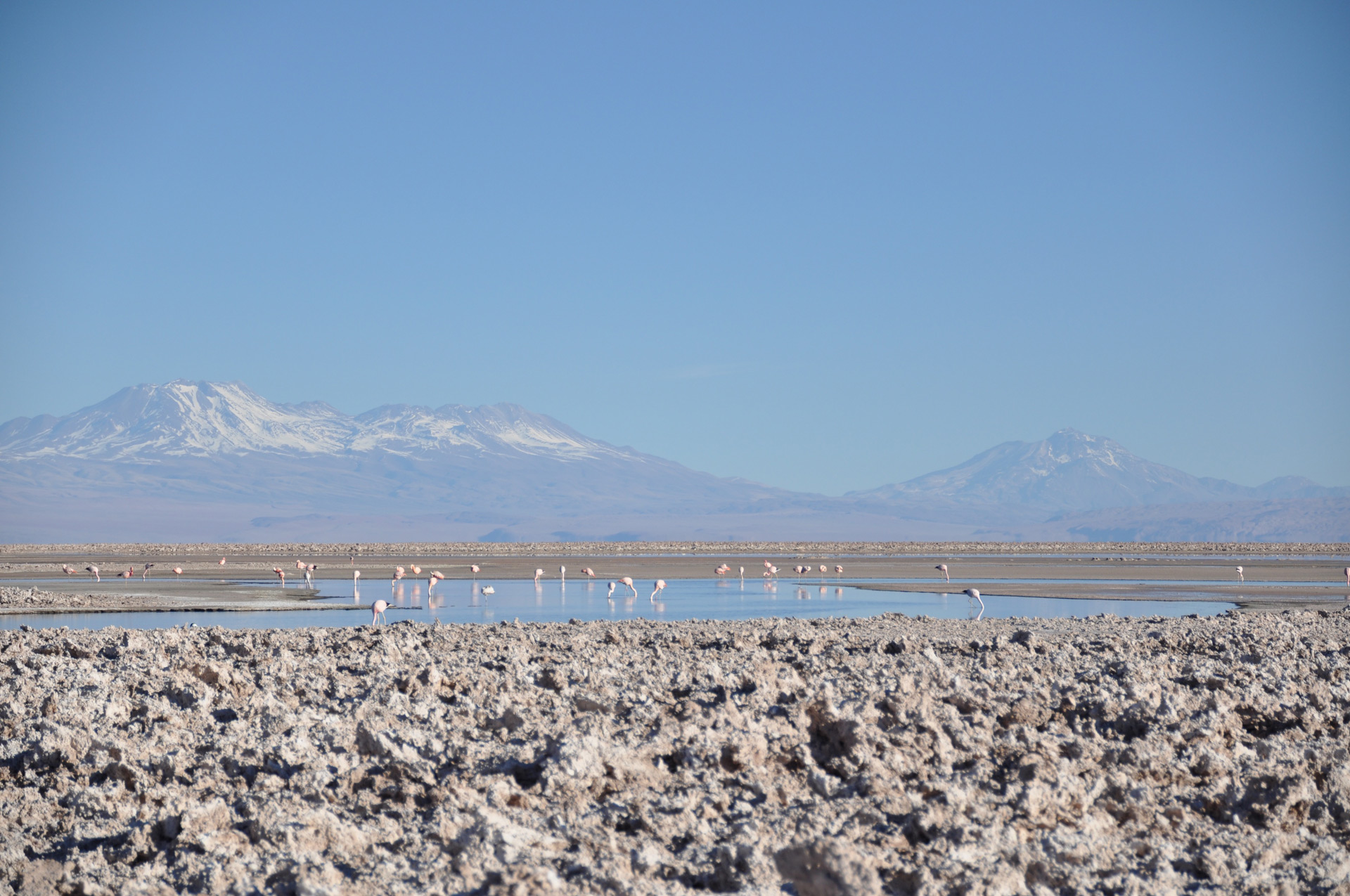 Evening sun on Laguna Chaxa in the Reserva Nacional Los Flamencos (National Flamingo Reserva). Around one tenth of the flamingo population are now white, and will be ostracised from their colony