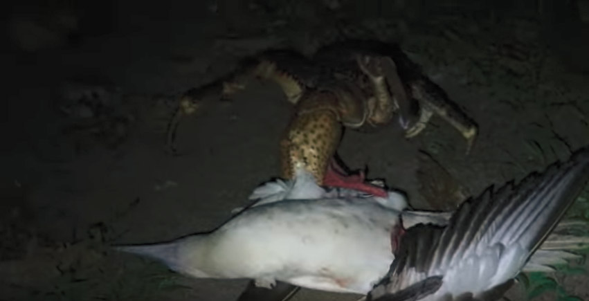 coconut-crab-eating-bird