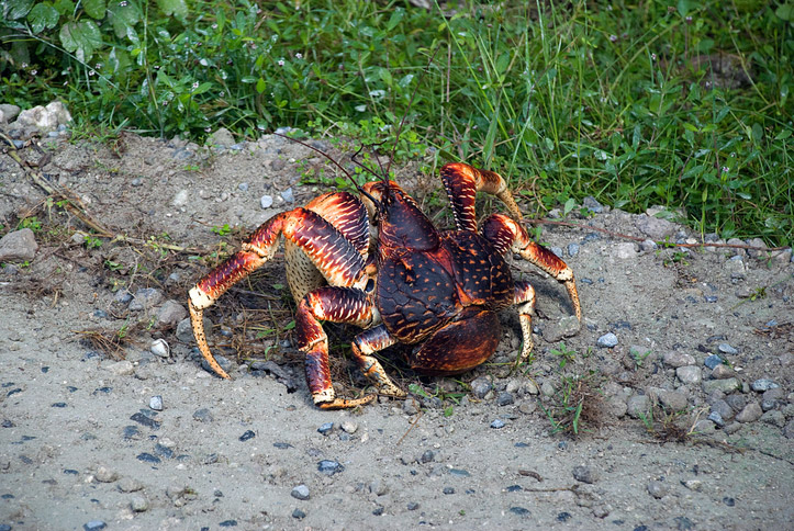 coconut-crab