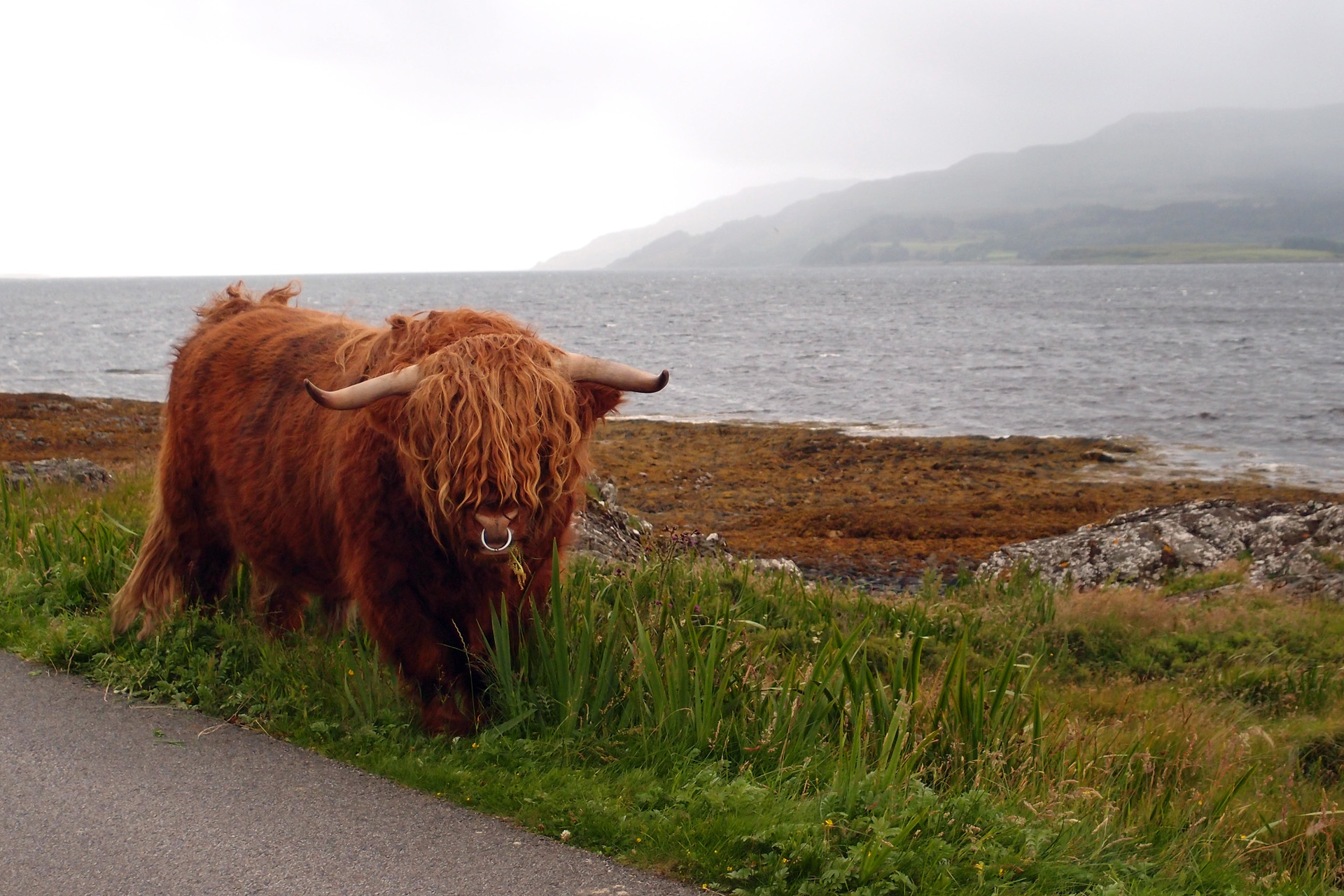 Highland bull guarding the roadside, Ross of Mull