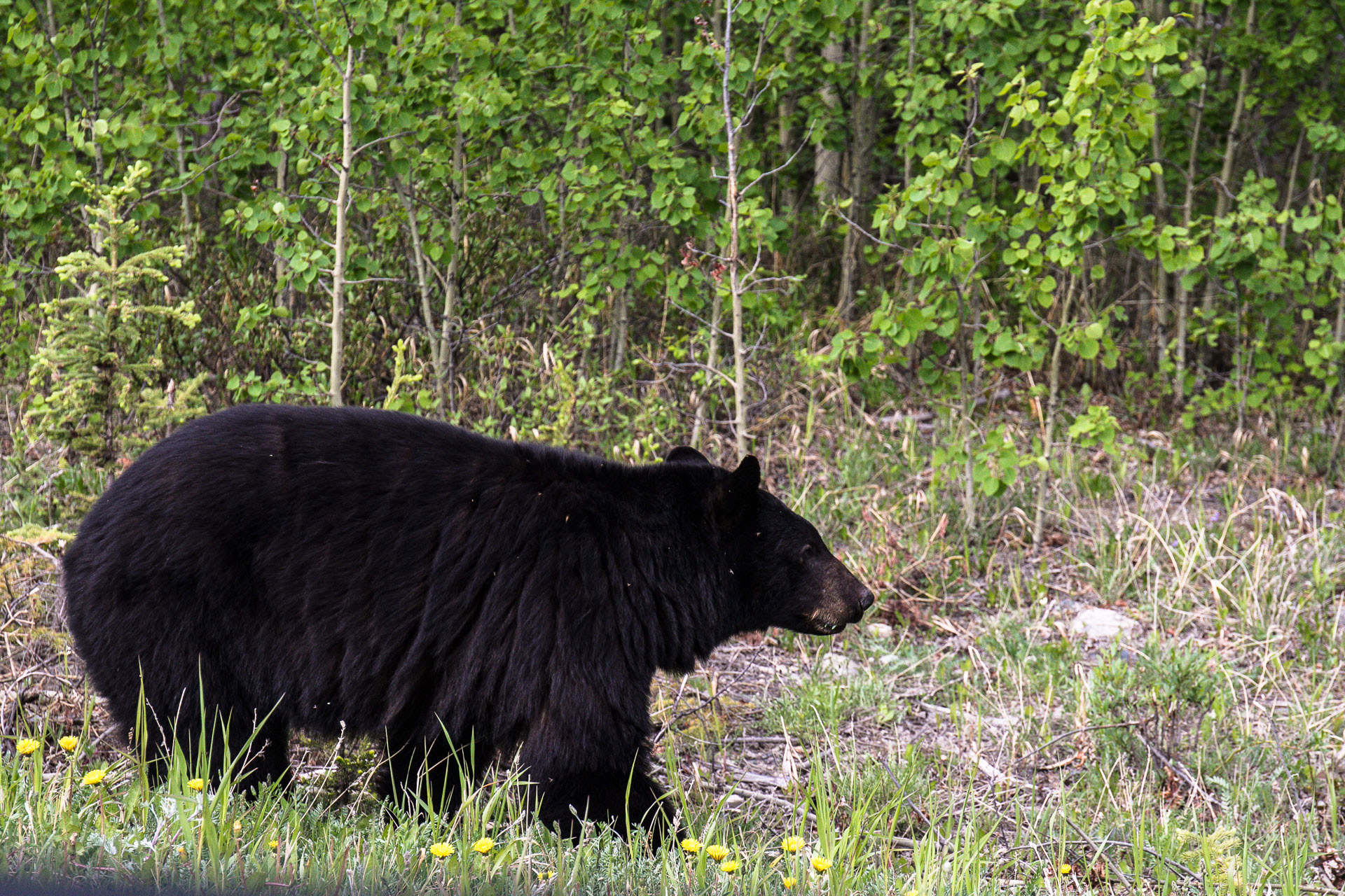 hiking-in-yukon-climate-change