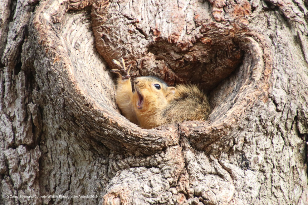 comedy-wildlife-photography-awards