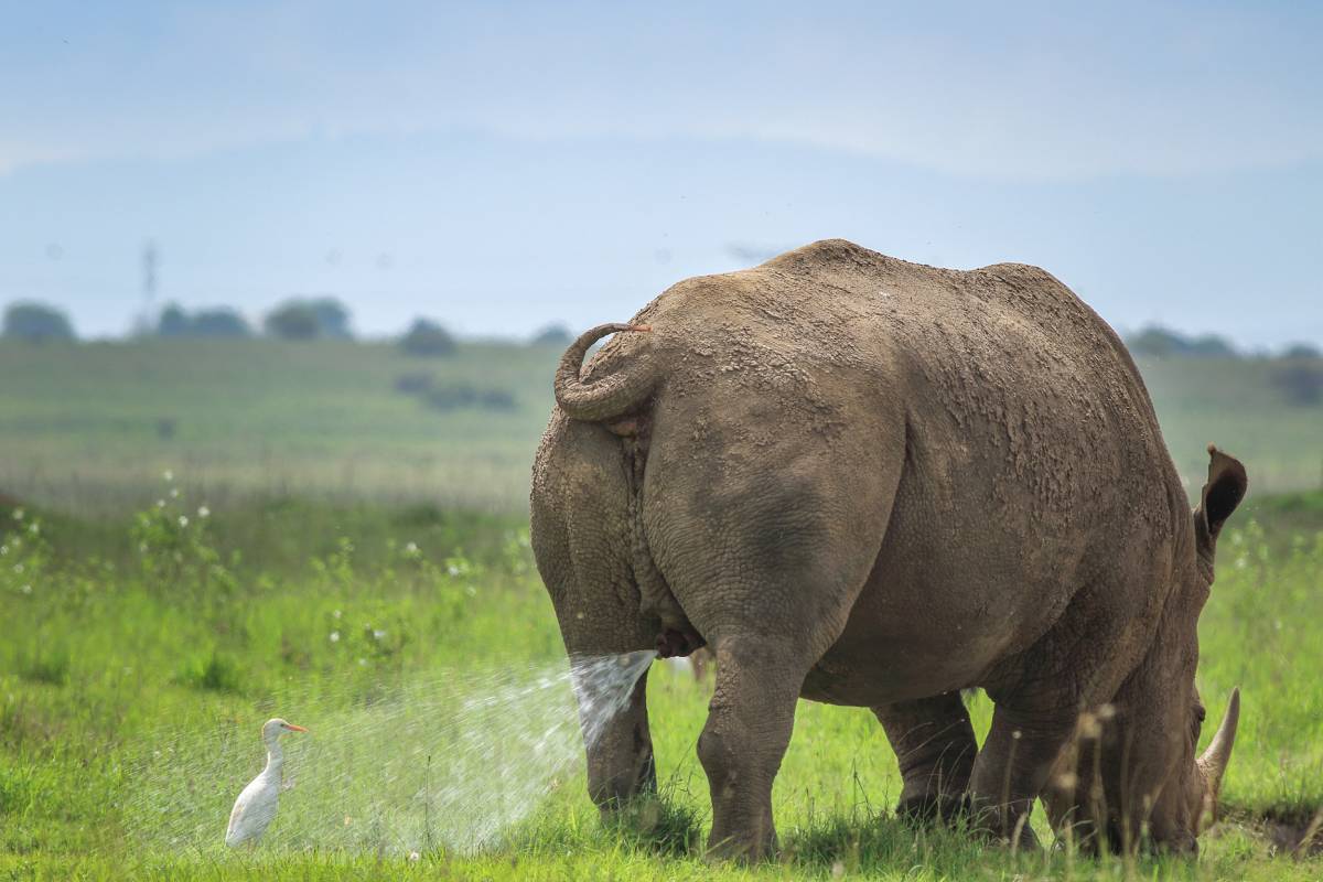 Pictured: 'Warning! Territory Marking, follow at your own risk' || Credit: Tilakraj Nagaraj / Comedy Wildlife Photography Awards 2019