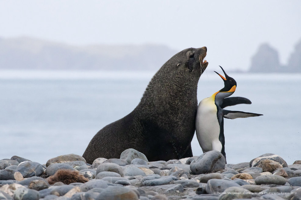 comedy-wildlife-photography-awards-2019