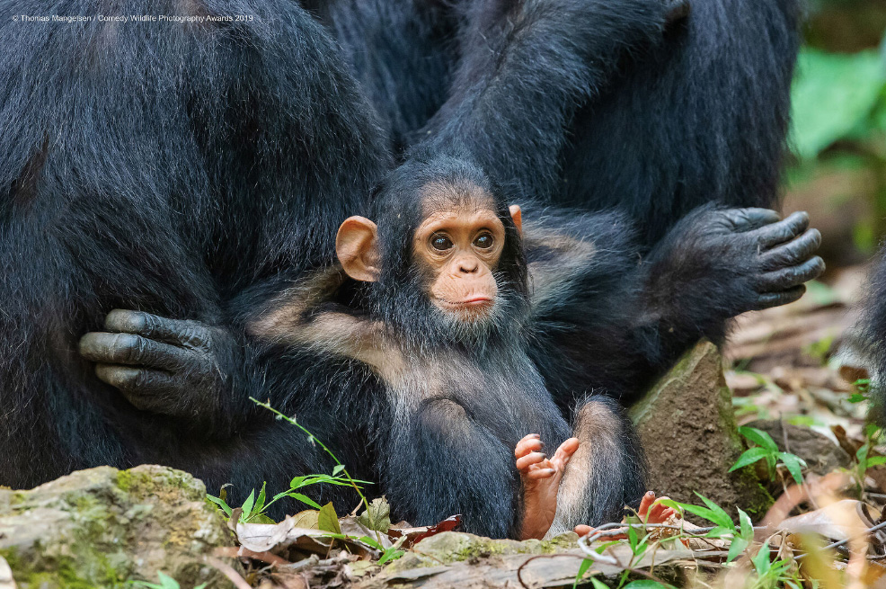 comedy-wildlife-photography-awards