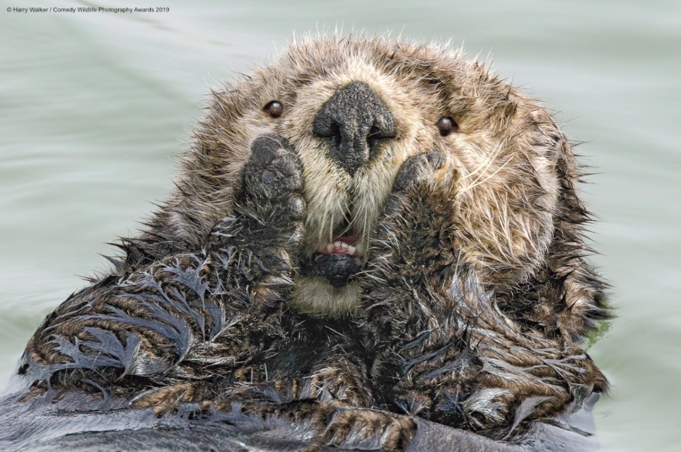 comedy-wildlife-photography-awards