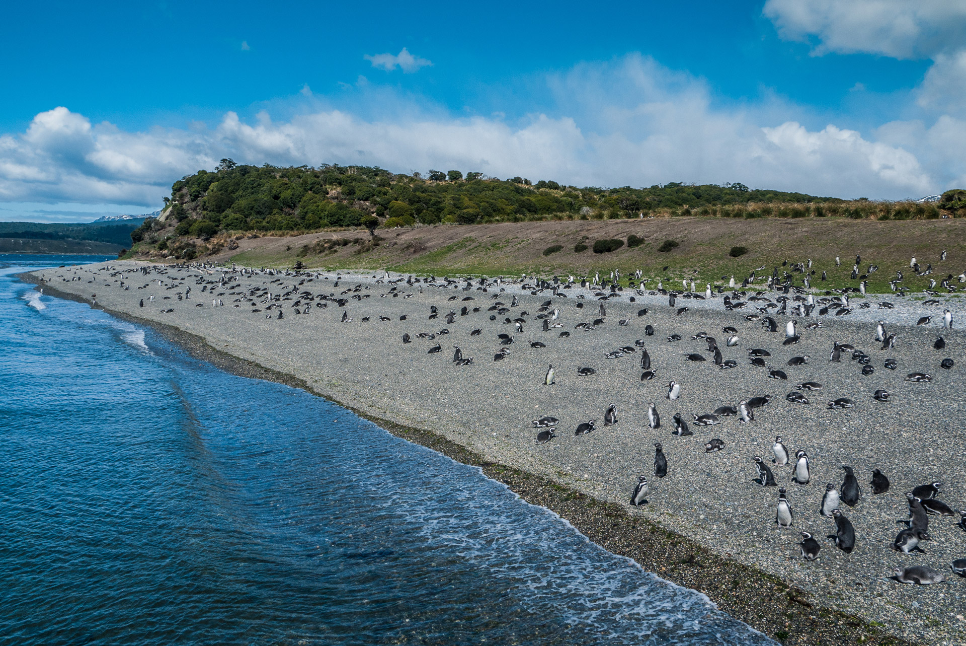 ushuaia-martillo-island-argentina