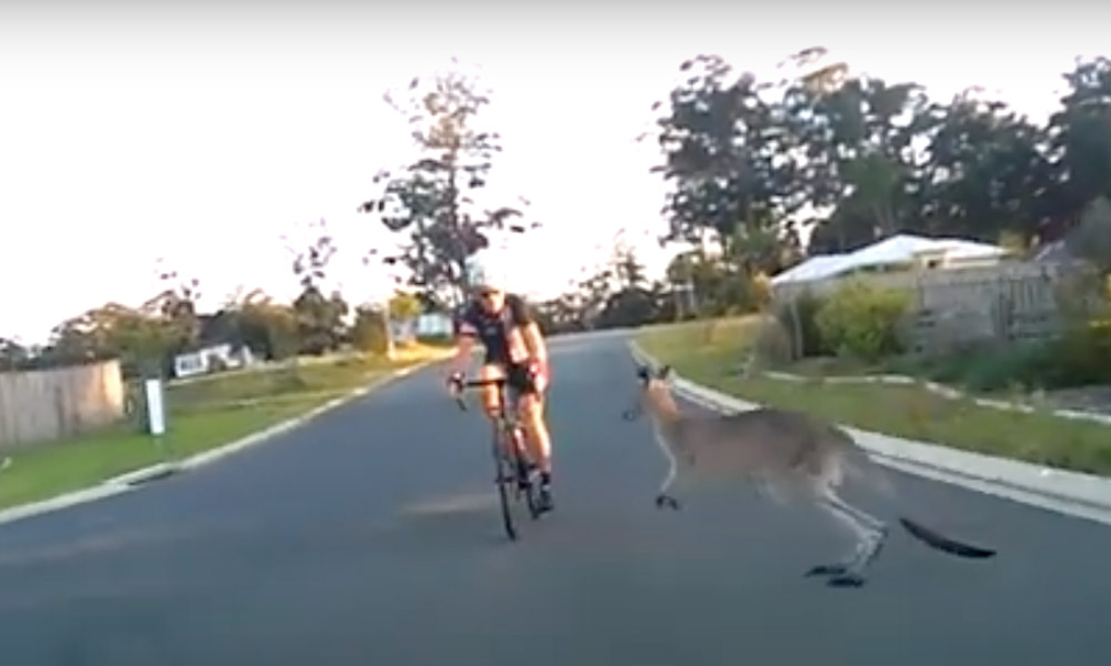 Kangaroo-Hits-Cyclist-Australia