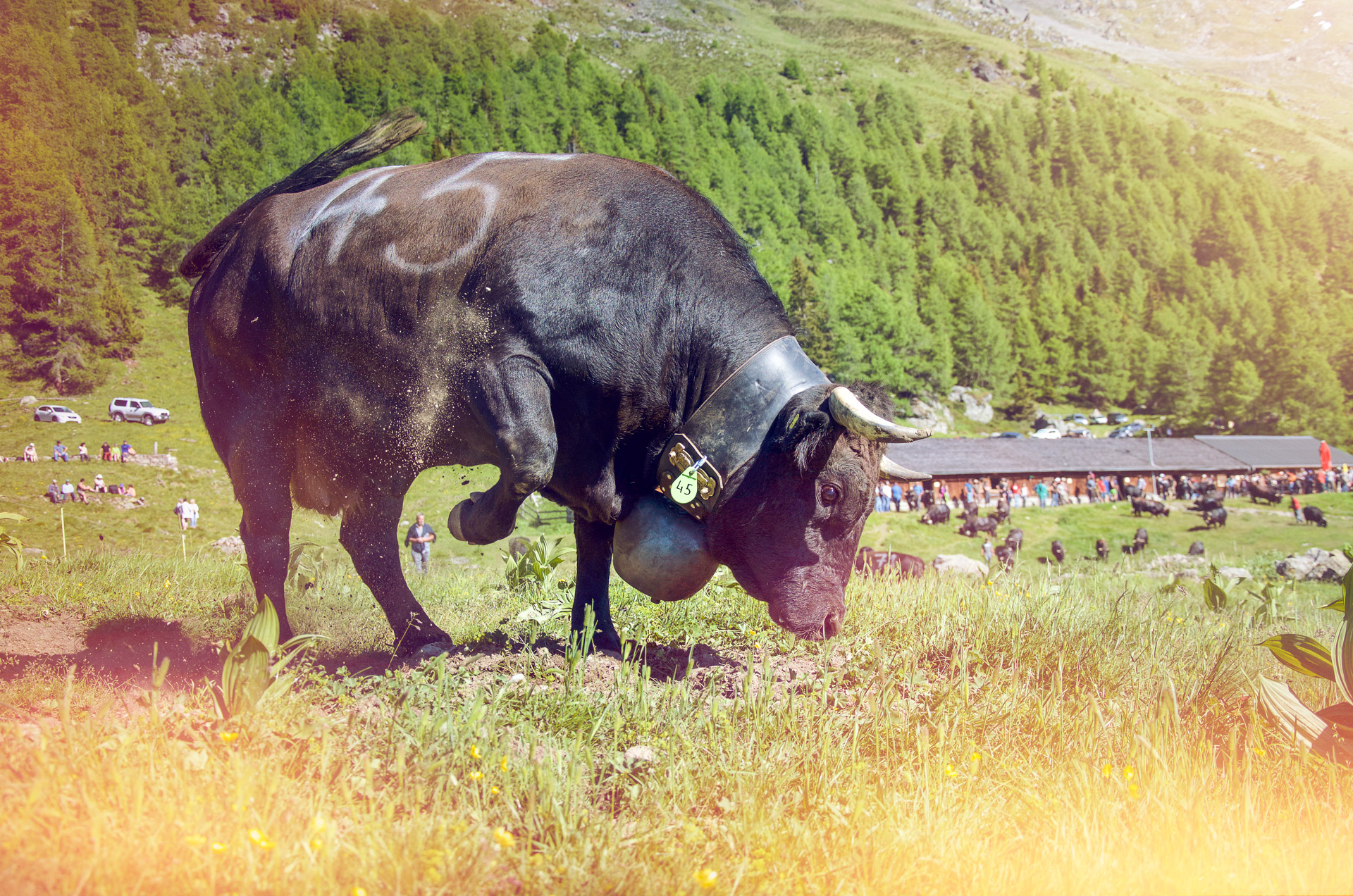 Trail-Running-In-Valais