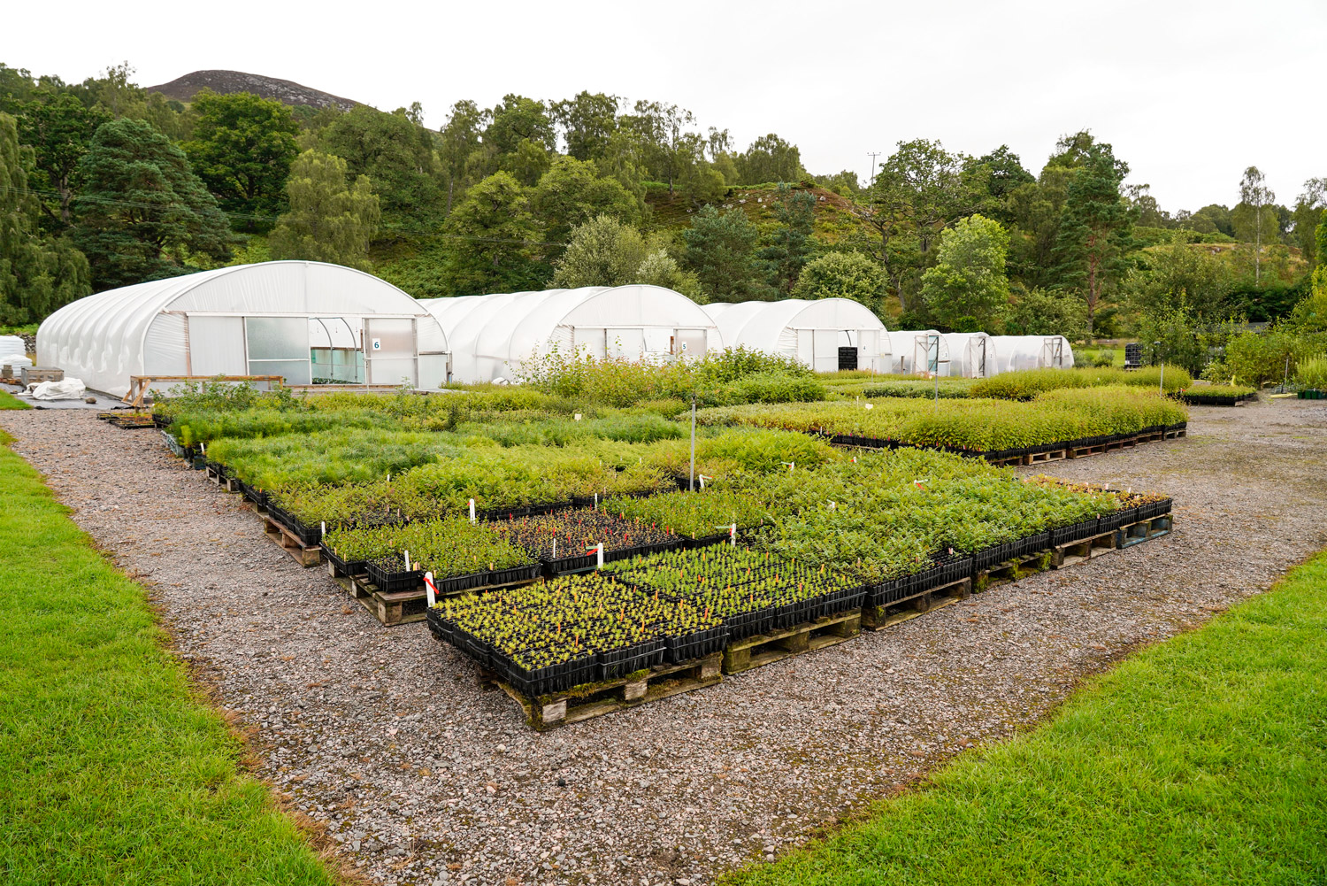 Dundreggan-Nursery-Trees