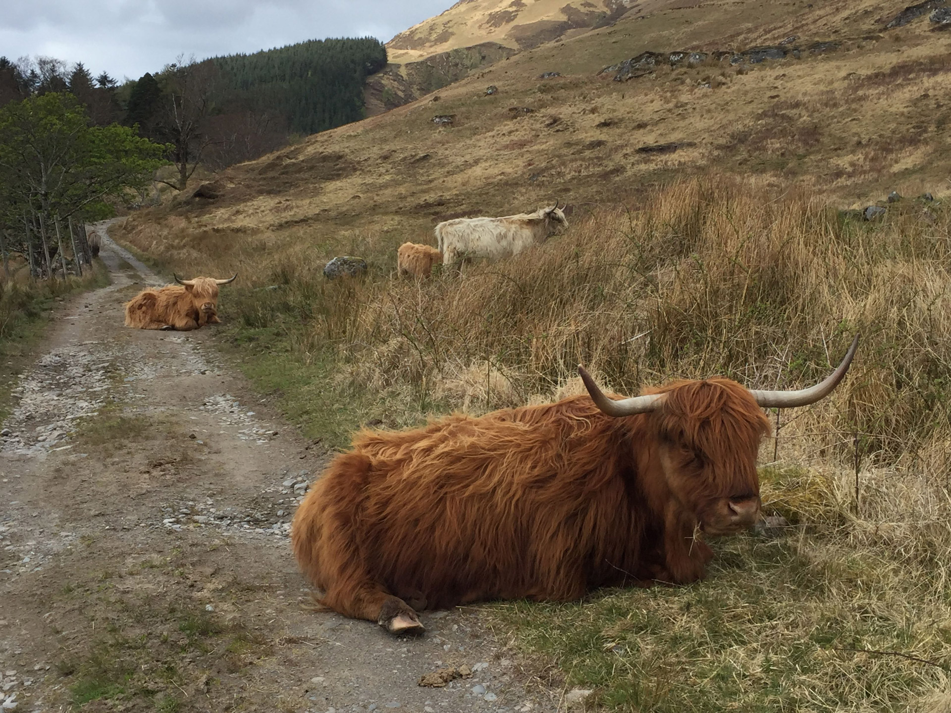 Knoydart-Highland-Cow-Scotland