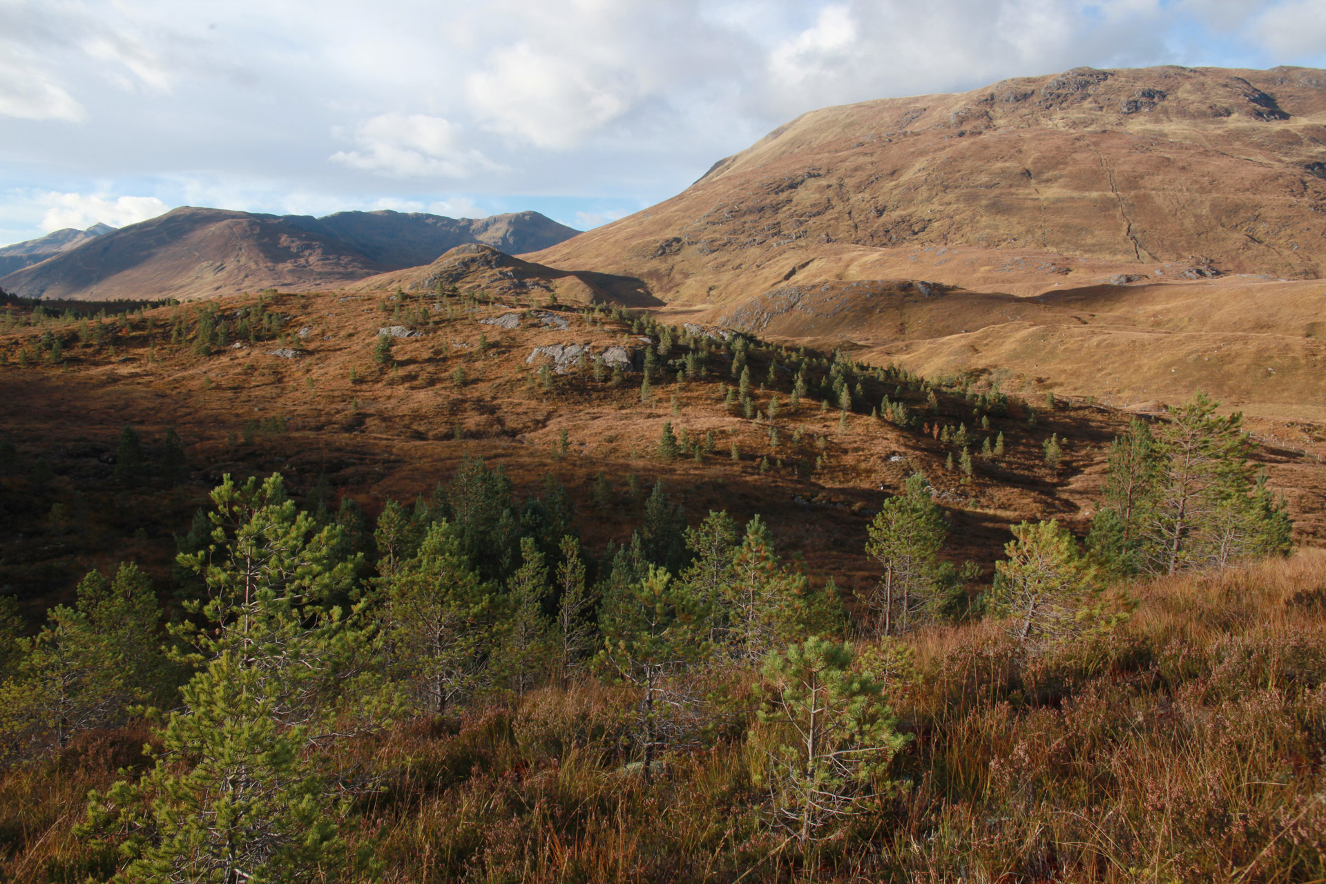 Rewilding-In-Scotland