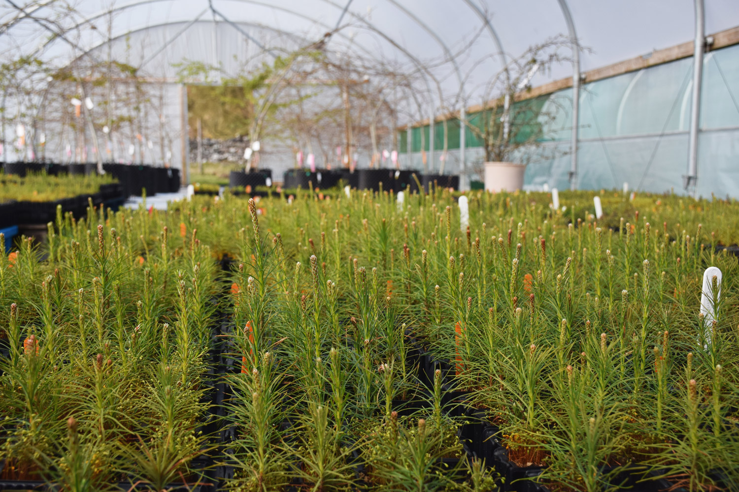 Scots-Pine-Nursery