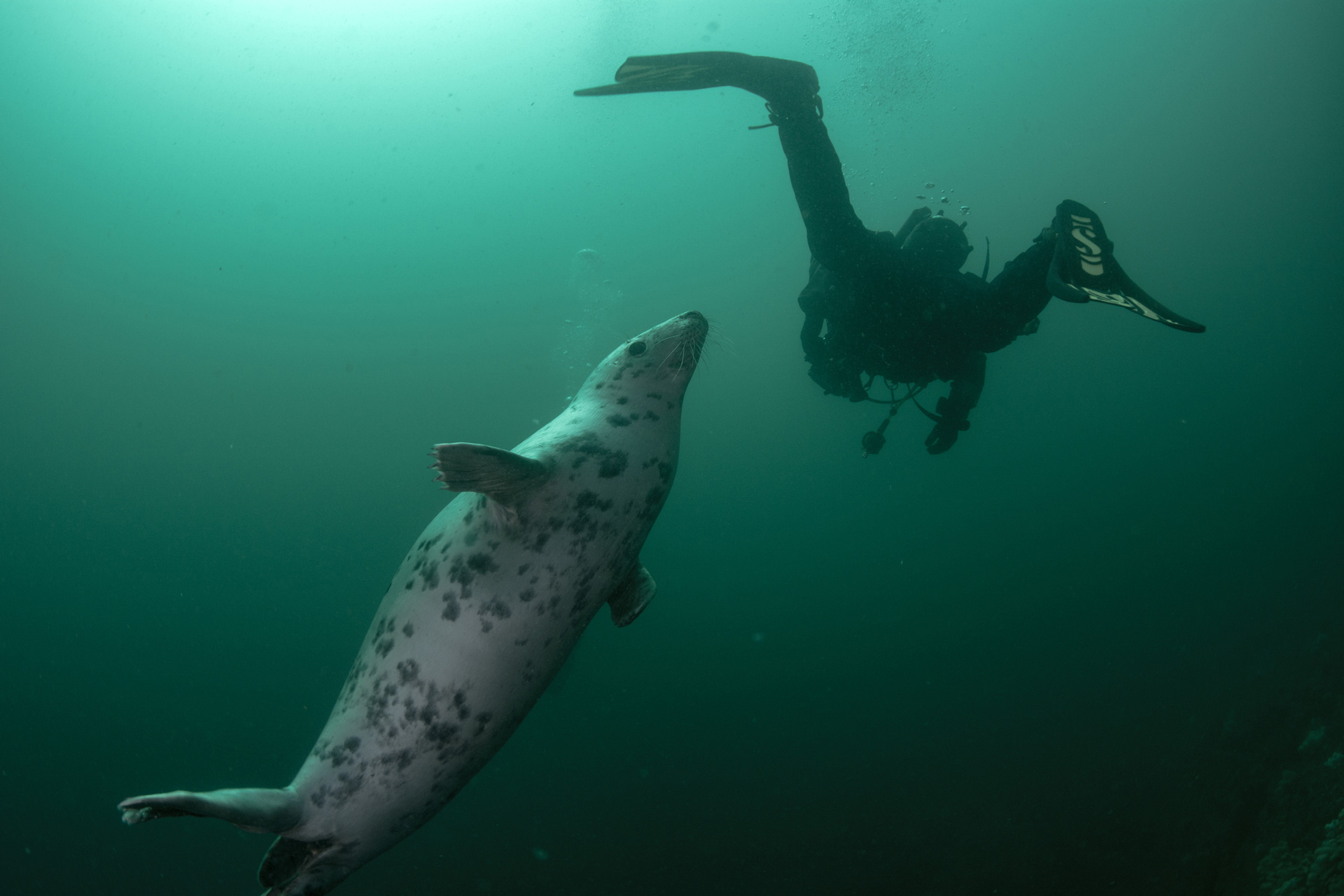 Scuba-Diving-In-The-UK