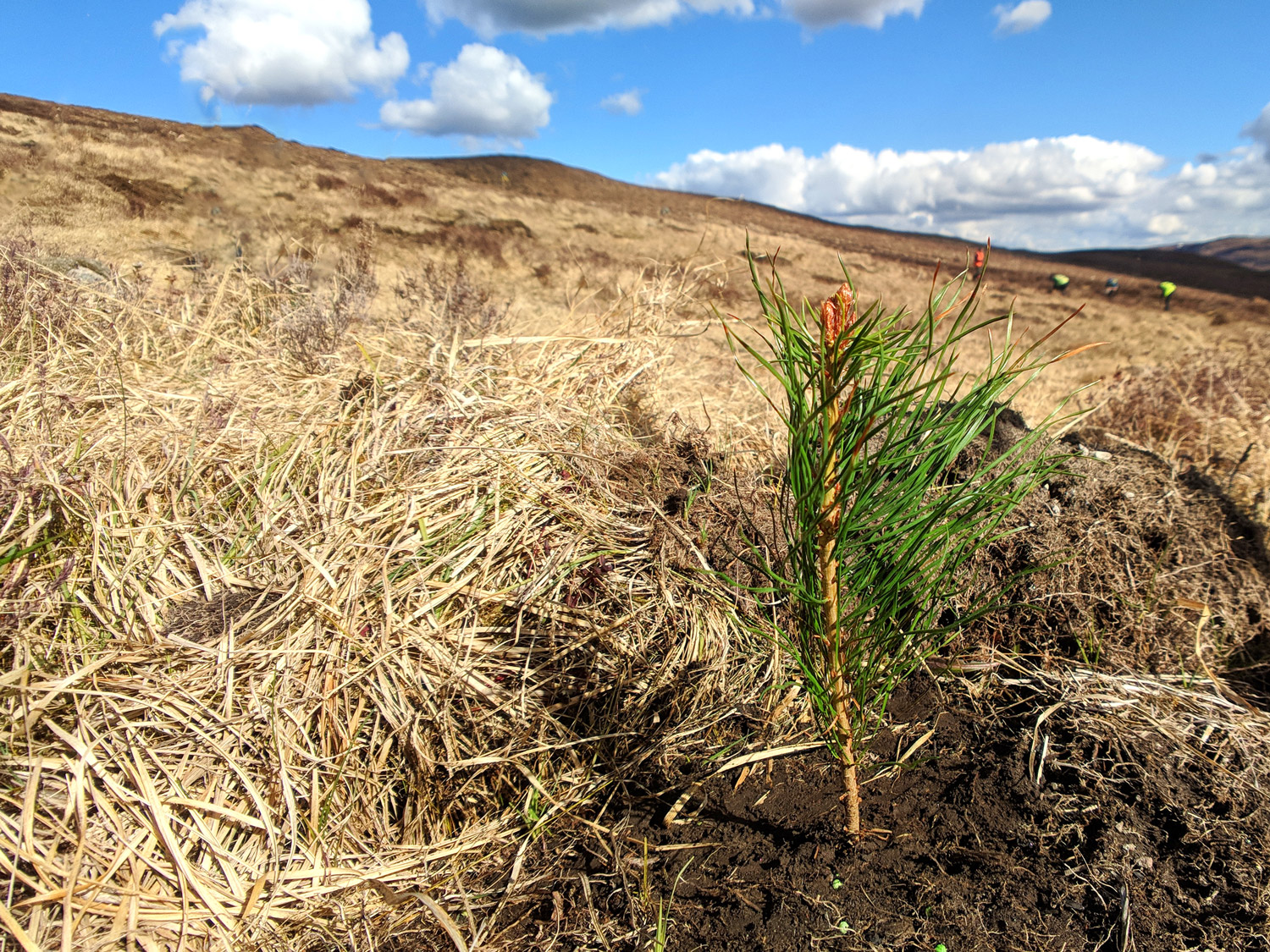 Young-Scots-Pine