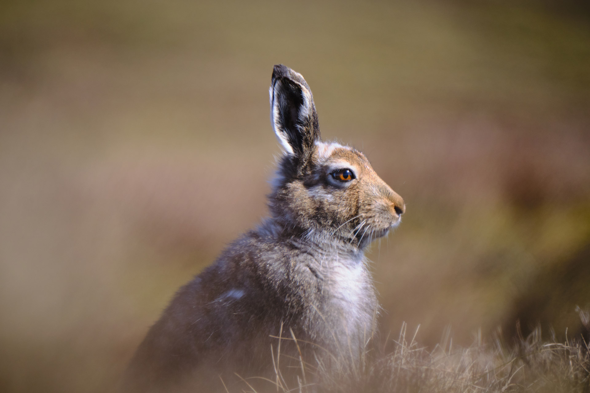 Guided-Walks-Peak-District-National-Park-Mountain-Hares